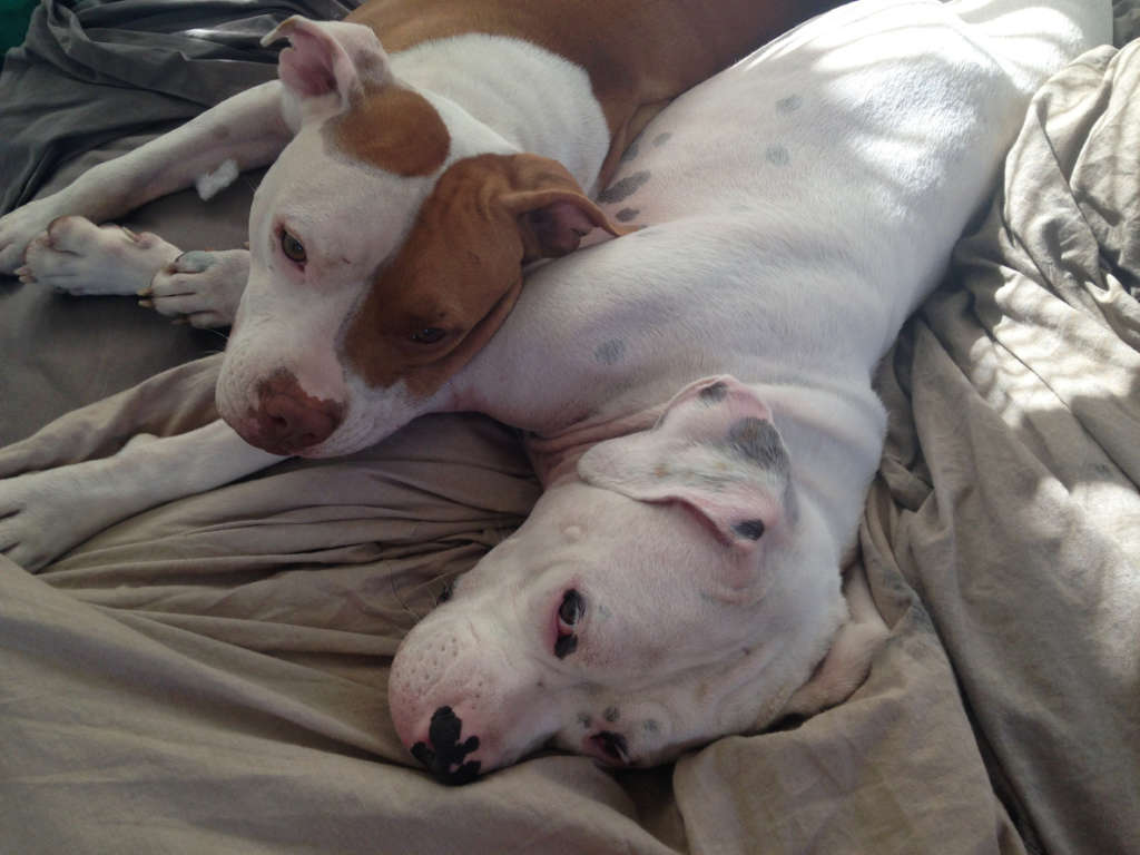 pit bulls on bed