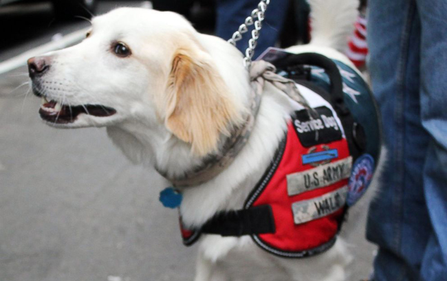 Veteran Service dog Tommy was once slated to be put down at a no-kill center before being rescued by Paws of War. Image via ABC News