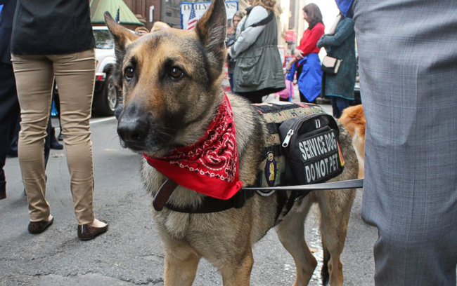 Military dog Axel. Image via ABC News