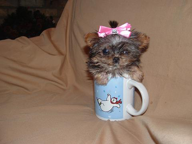 Image via Yeah Dog In a Cup