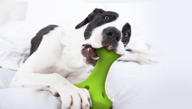 Dog-Toy-chewing