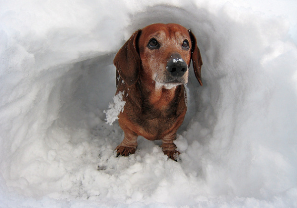 Snow_dachshund