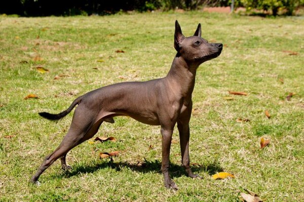 Image via Pitbull Chat