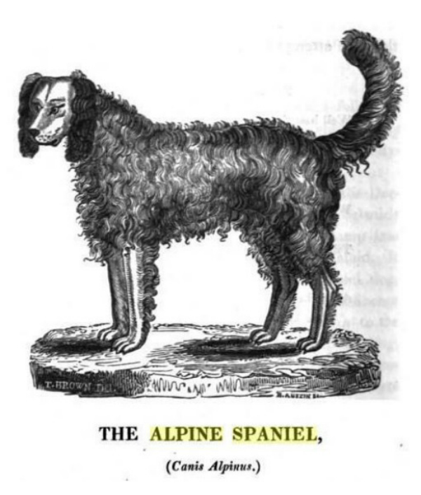 Ye Olde Image via Paw Nation