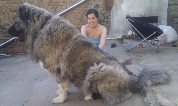 Image via Caucasian Dogs