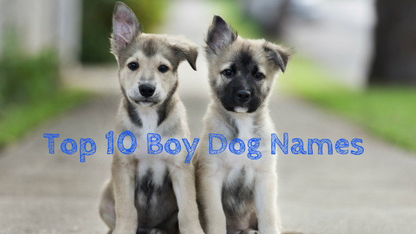 Most Popular Dog Names of 2014