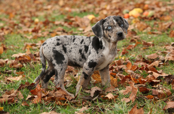 Image via Pet Guide