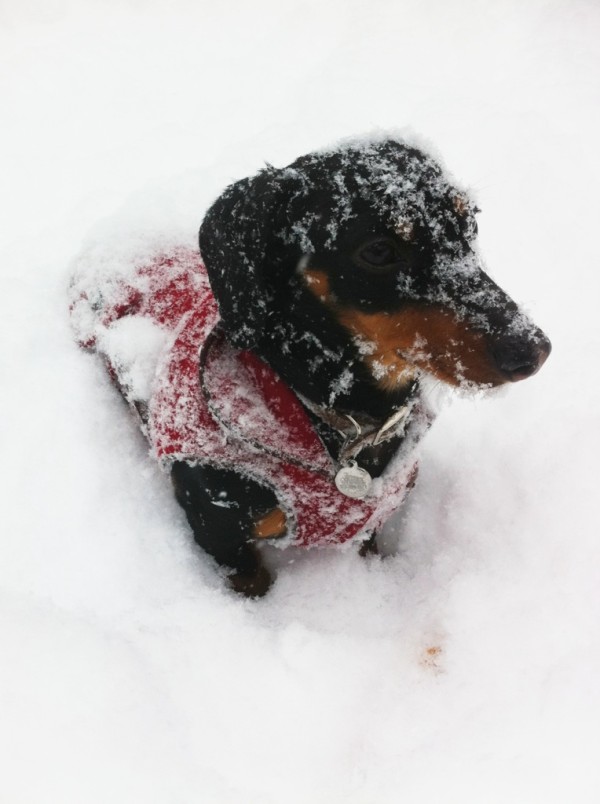 dachshund-in-snow