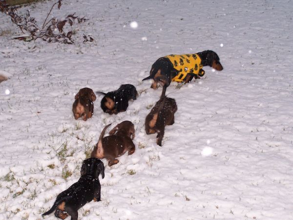 dachshund_snow