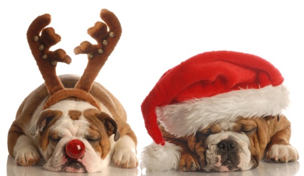 english bulldog - one dressed up as santa the other as rudolph