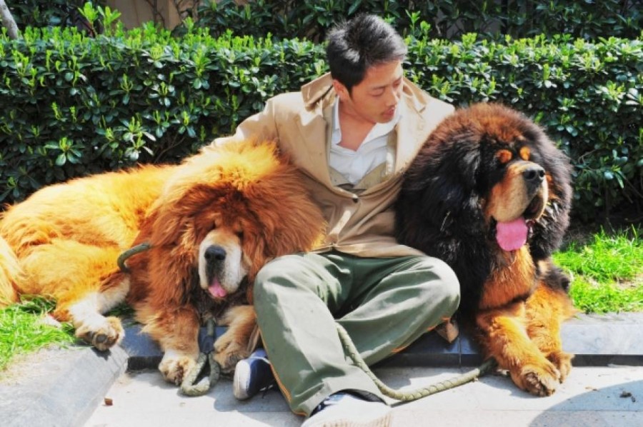 dogs_in_china