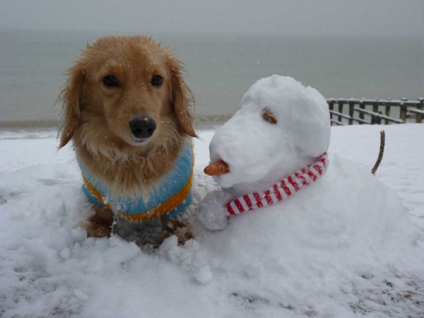 Snow_puppy