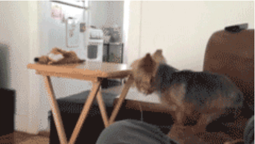 25 GIFs of Dogs Who Failed Super Hard (But We Love Them Anyway) - BARK Post