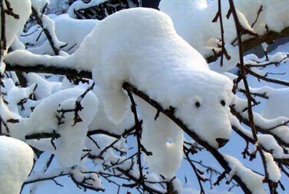 dog_snow_tree