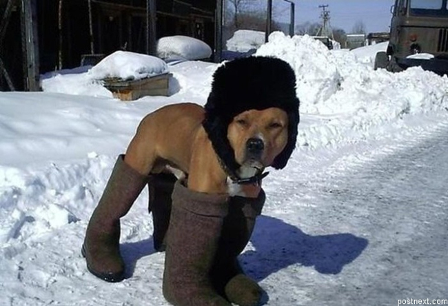 winterdog24