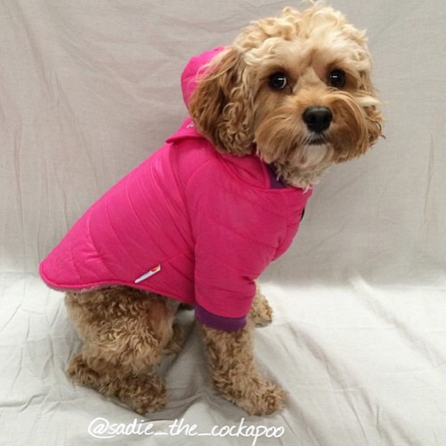 PrideBites Coat