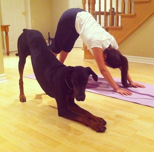 Dog_yoga