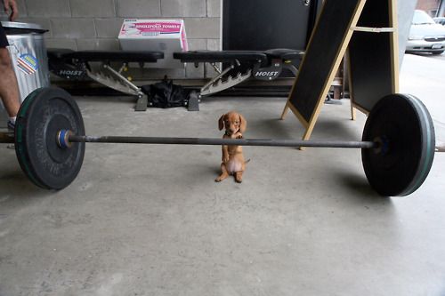 dog_workout