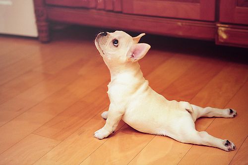 Dog_yoga