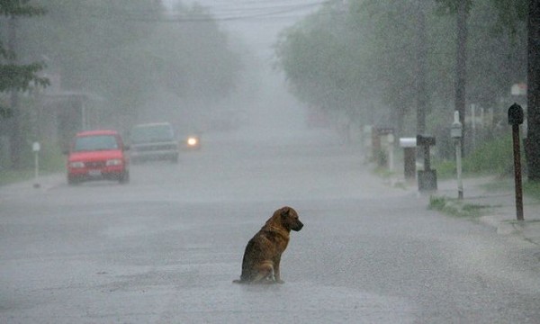 sad dog rain