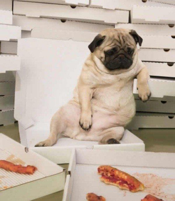 sad dog pug pizza