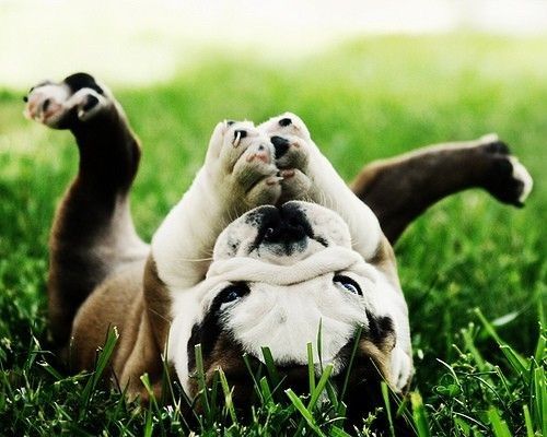 yoga_dog