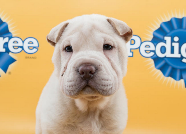 Image via Animal Planet