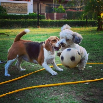 dogs playing soccer