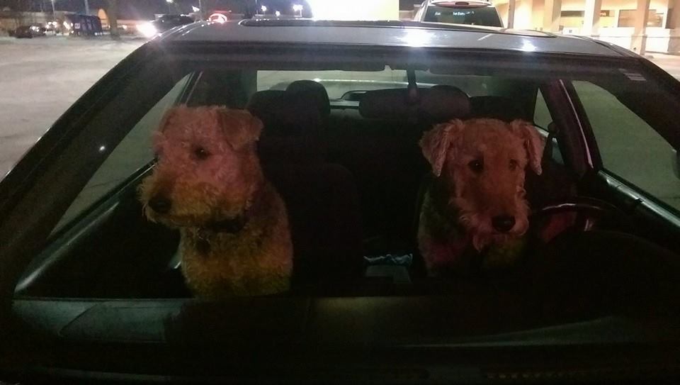 dogs in cars