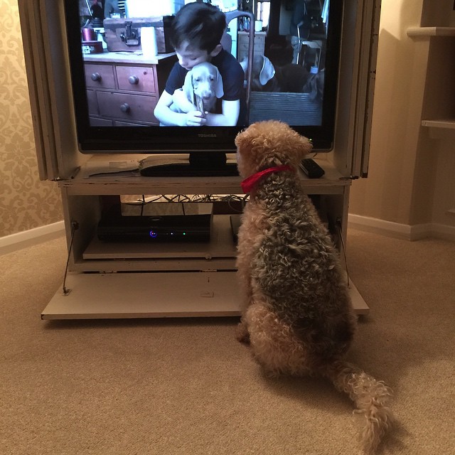 why does my dog watch tv