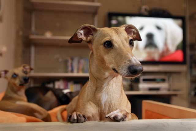 what does it mean when dogs watch tv