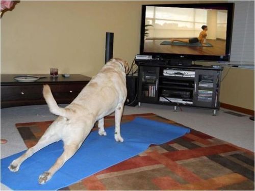 Yoga_dog