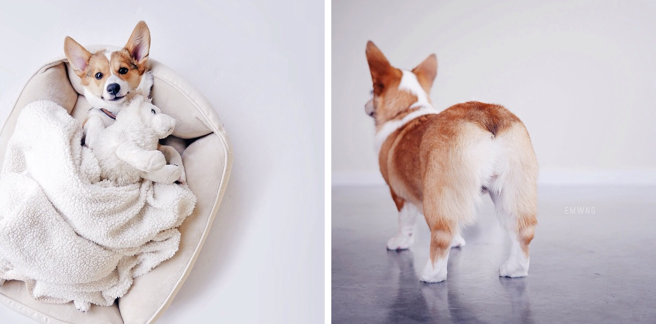 17 Beautiful Corgi Butts Out To Break The Internet Bark Post 