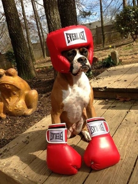 Boxer_dog
