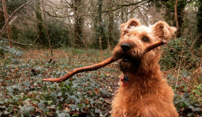 terrier with stick