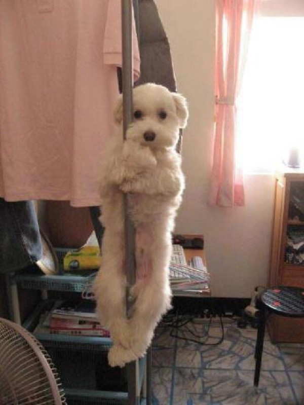 Pole_dog