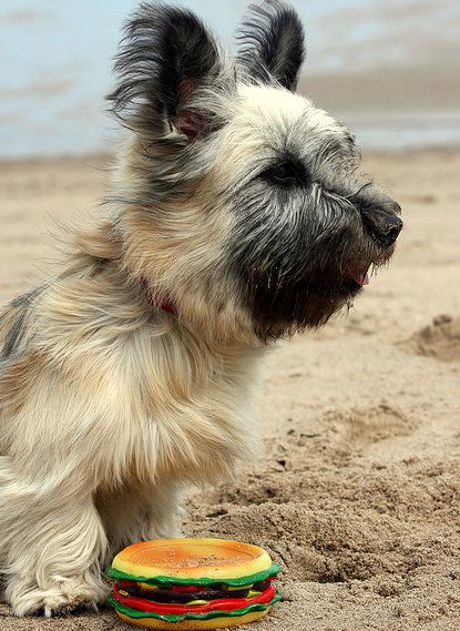 terrier at the beach