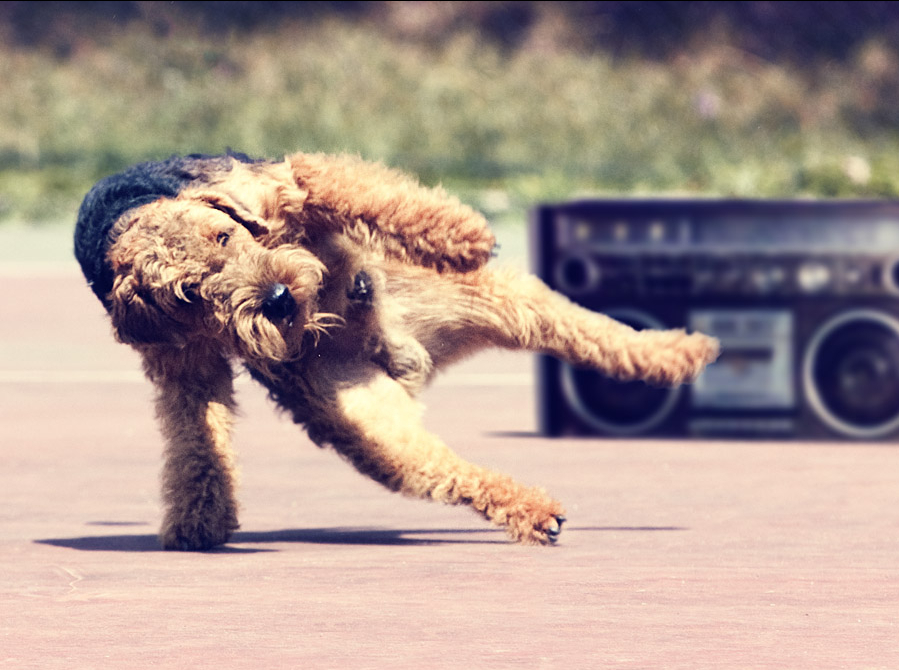 terrier dancing
