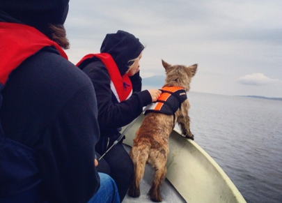 terrier on boat