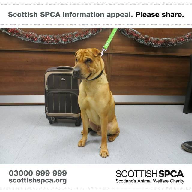 Image via Scottish SPCA Facebook