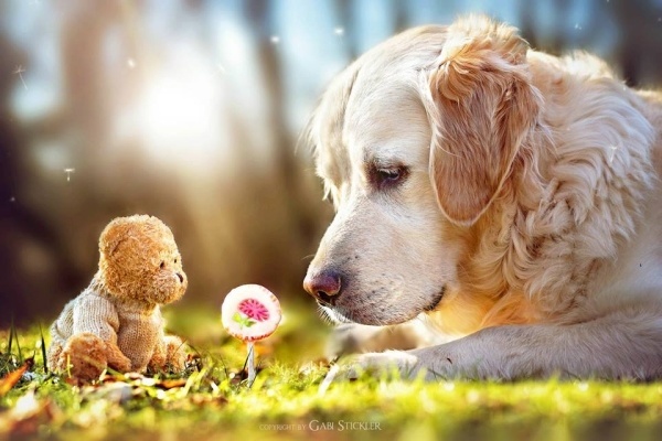 dog playing with teddy bear