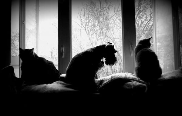 sad dog window black and white