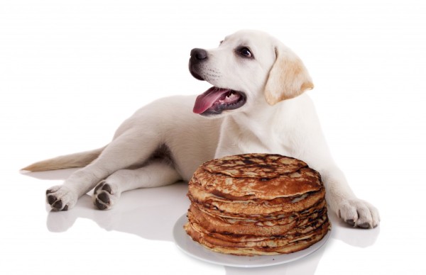 Dog-Pancakes