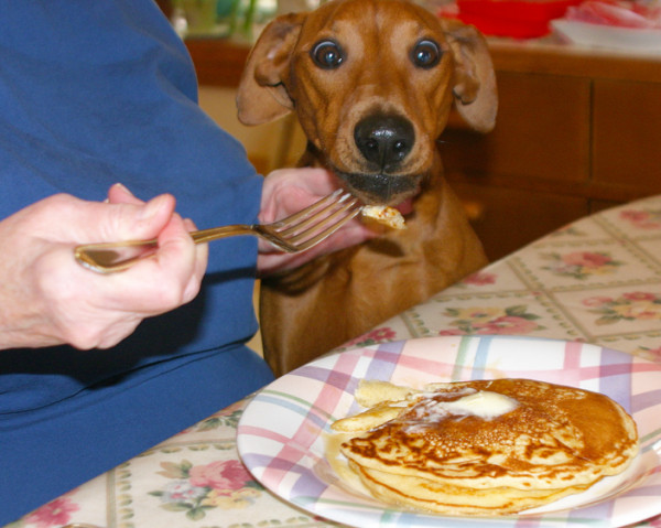 Pancake-eating-with-dog_72