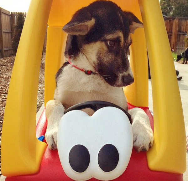 "Fairly certain I am now old enough to legally drive this"- Jake. Image via @thesochipups