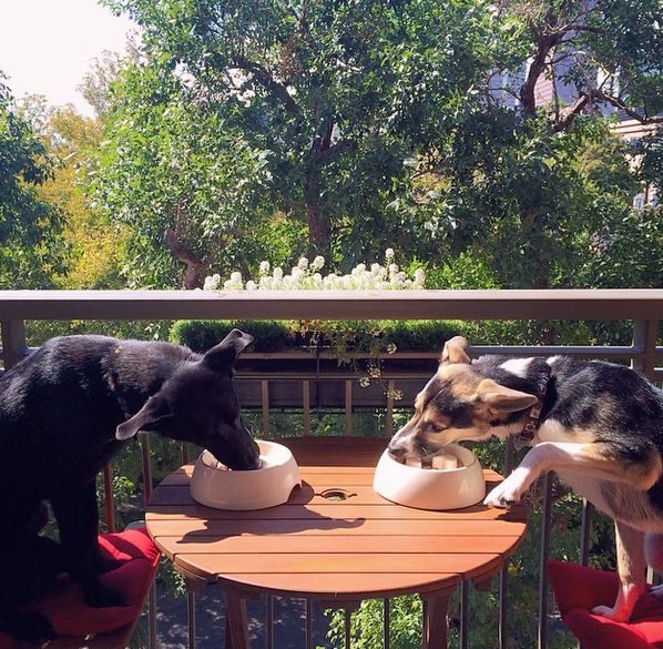 Image via @thesochipups