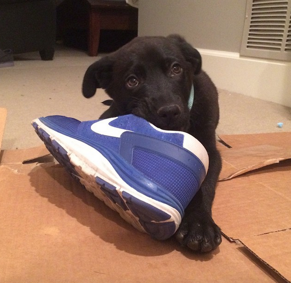 "It is not my fault that you use my dog treats as footwear"-Mishka. Image via @thesochipups
