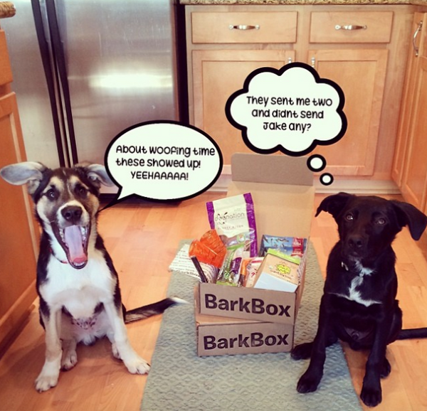 "Actually can you send more? Our Dad ate all our BarkBox treats."- Mishka. Image via @thesochipups.