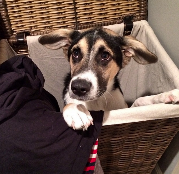 "Techinically you never outlawed peeing in the laundry"- Jake. Image via @thesochipups