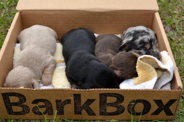 barkbox1